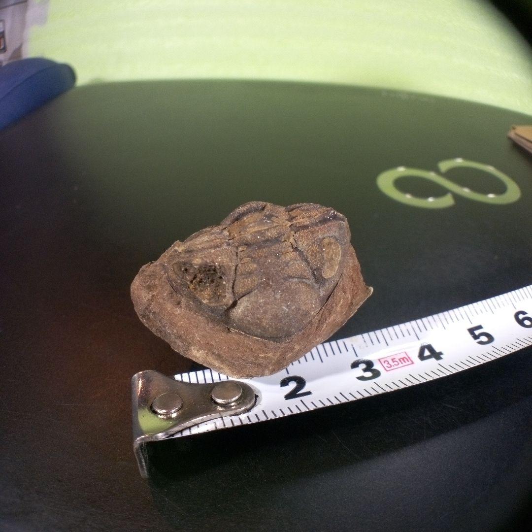 三葉虫　化石　ボリビア産　南アメリカ　trilobite　Bolivia三葉虫①