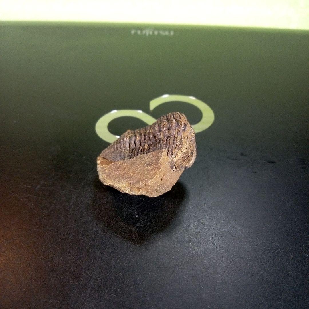 三葉虫　化石　ボリビア産　南アメリカ　trilobite　Bolivia三葉虫①