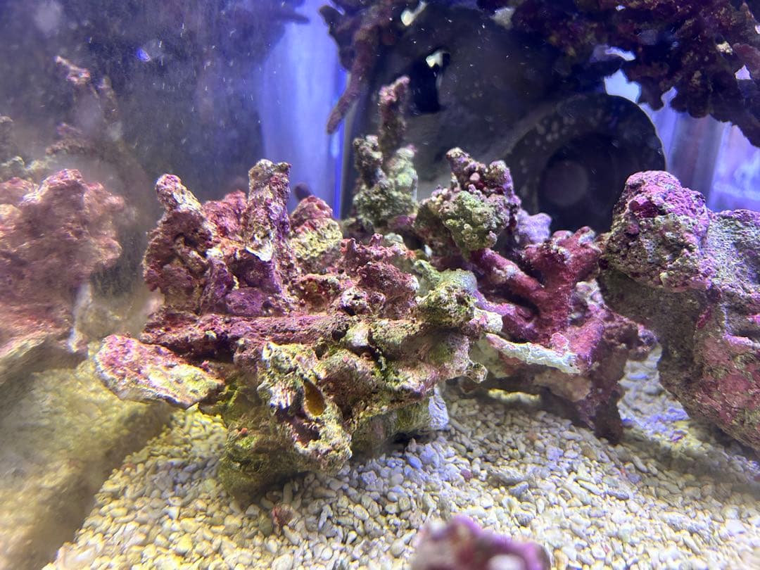 ライブロック Sグレード　3.5kg