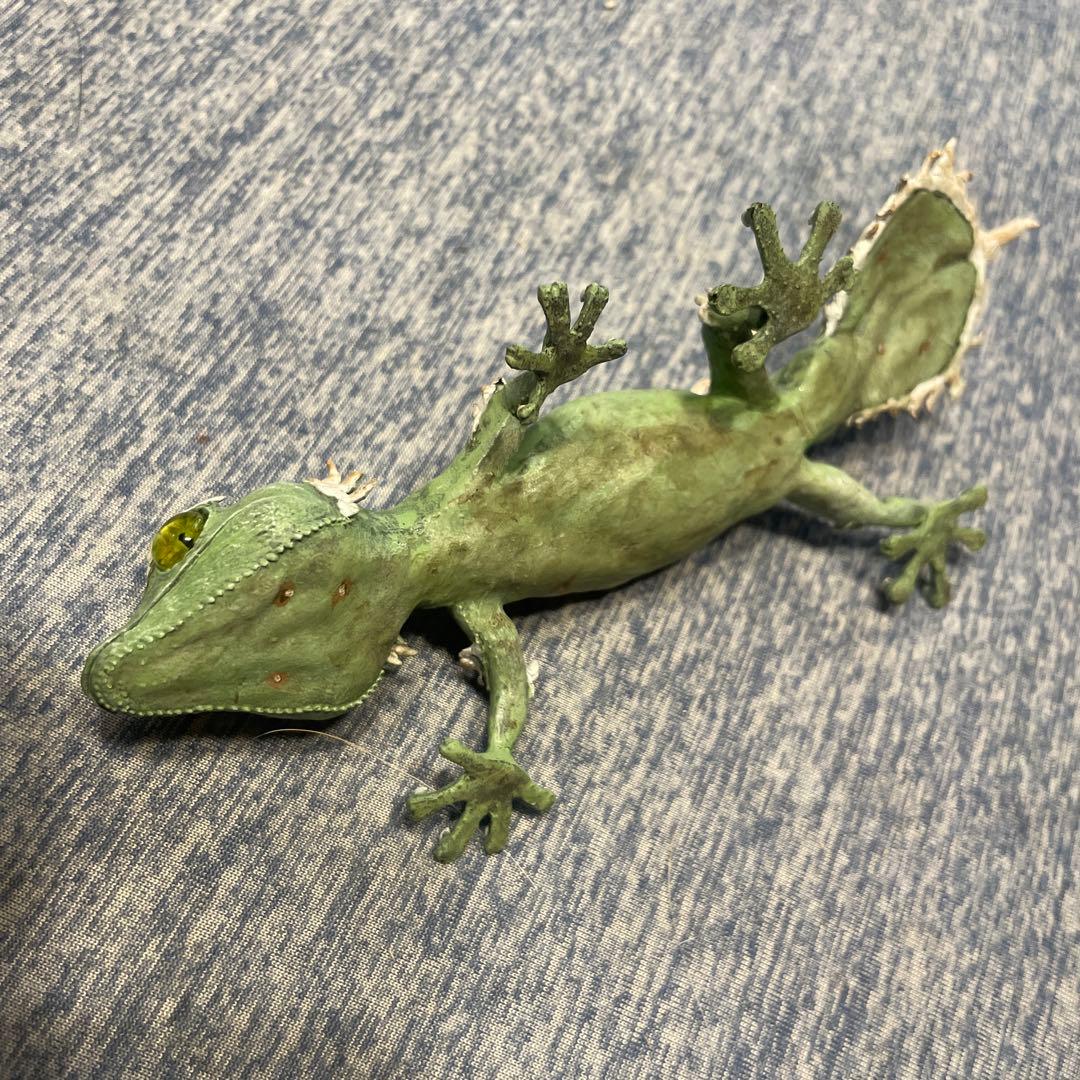 【美品】OZWRT Agave Leaf Tailed Gecko 17cm