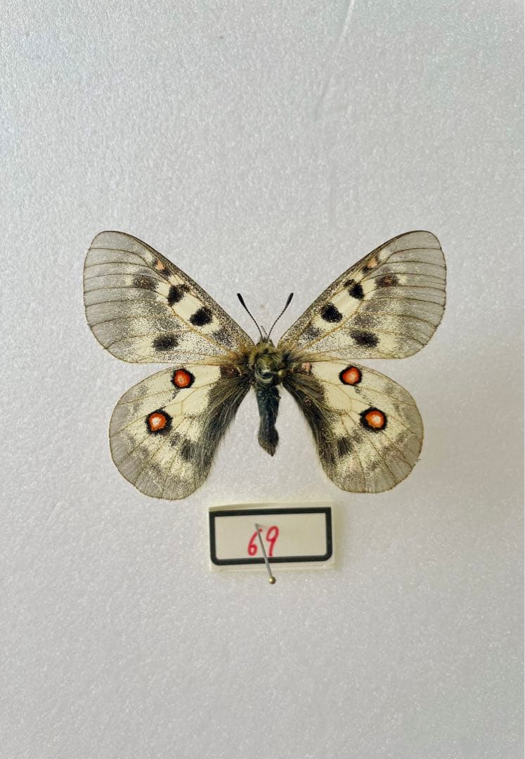 パルナシウス・サセルドス（1メス、スイス産）