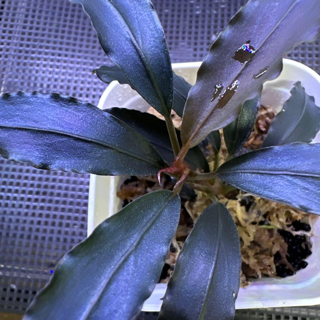 Bucephalandra sp. Demos 3rd【水の国】