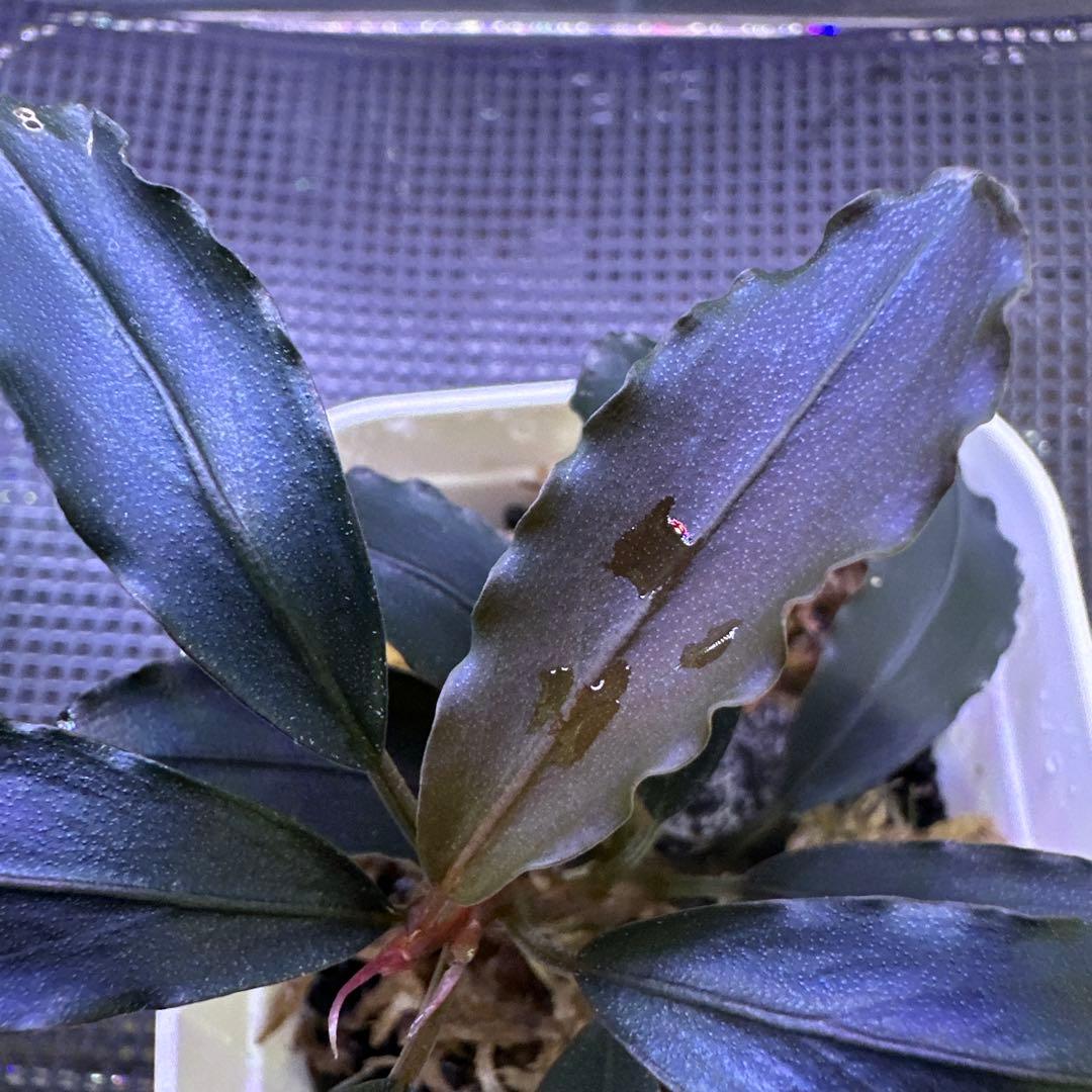 Bucephalandra sp. Demos 3rd【水の国】