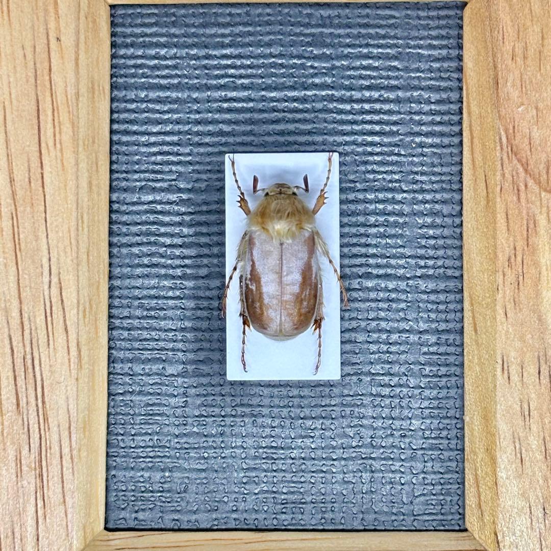 モフモフの立て髪のゴリラコガネ④【標本】