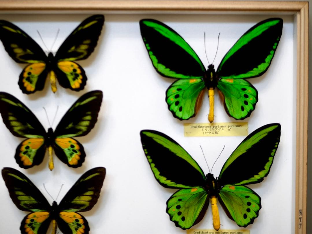 蝶標本  ロスチャイルドトリバネアゲハ 産地別コレクション 研究用 大型ドイツ箱