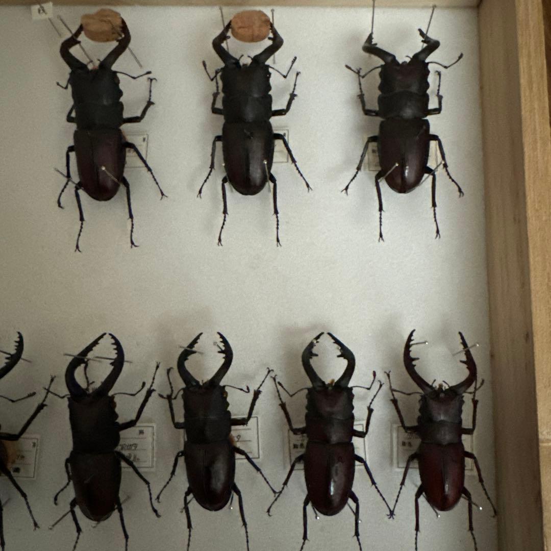 ノコギリクワガタ標本