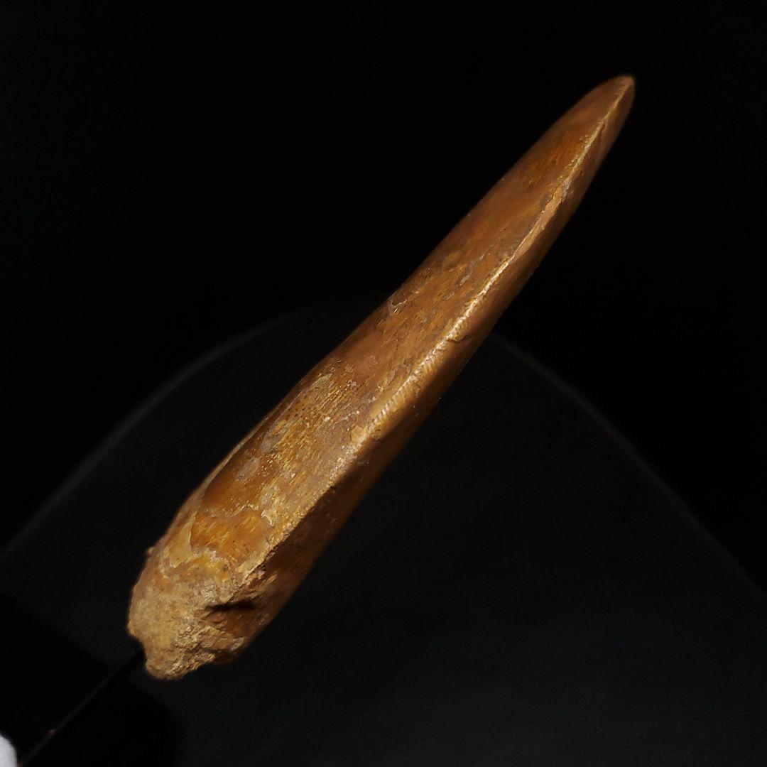 カルカロドントサウルス 歯 化石 本物 モロッコ産 99.24mm fr92