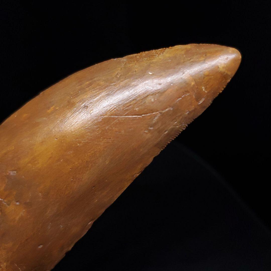 カルカロドントサウルス 歯 化石 本物 モロッコ産 99.24mm fr92