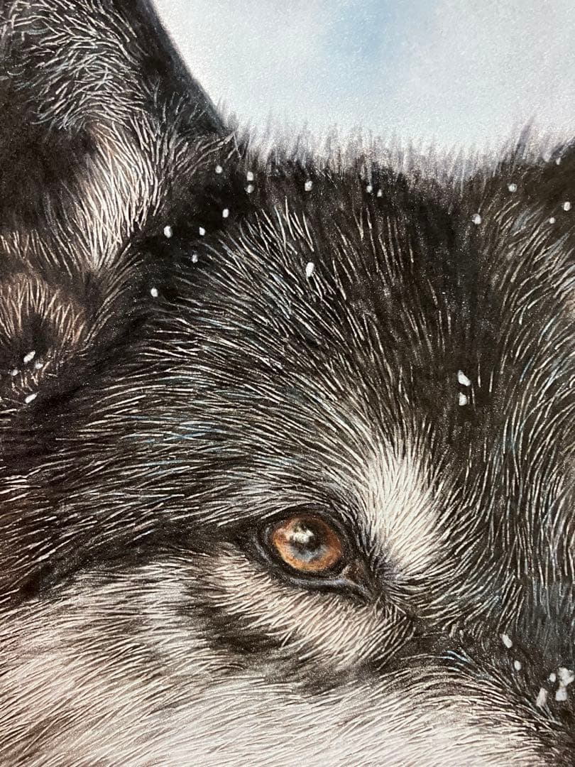 淡雪の狼 色鉛筆画 パステル