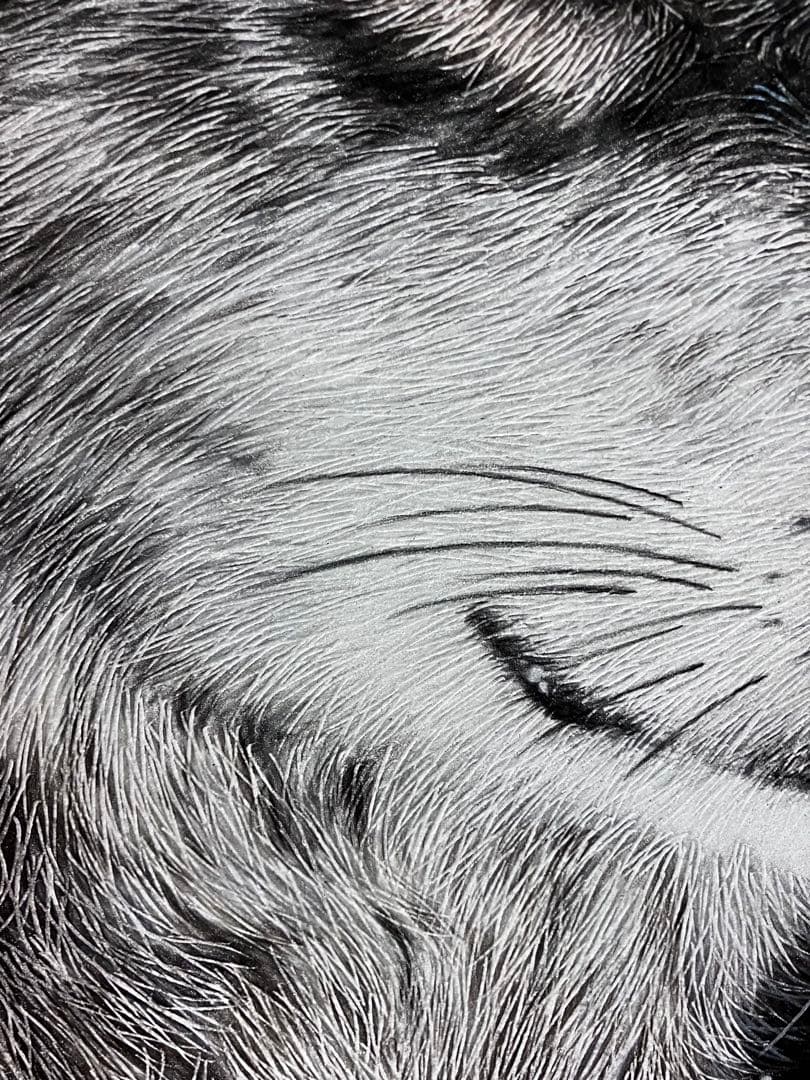 淡雪の狼 色鉛筆画 パステル