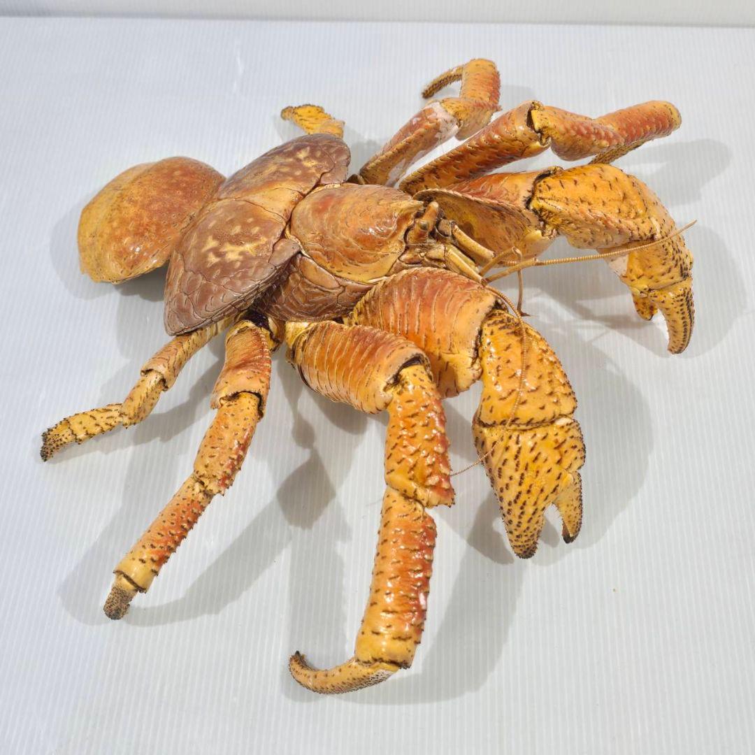 ヤシガニ 剥製 標本 現地土産品 沖縄 当時物