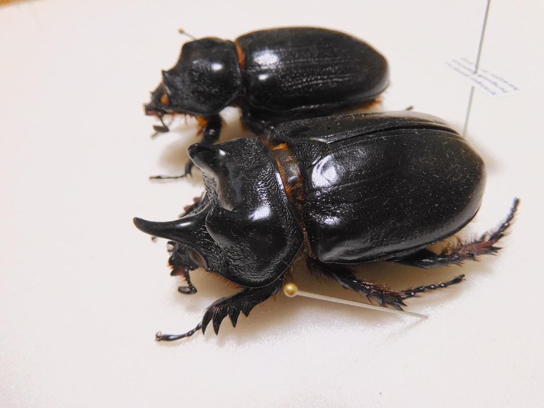 パラグアィ産ケンタウルスミツノサイカブト　63mm 63mm