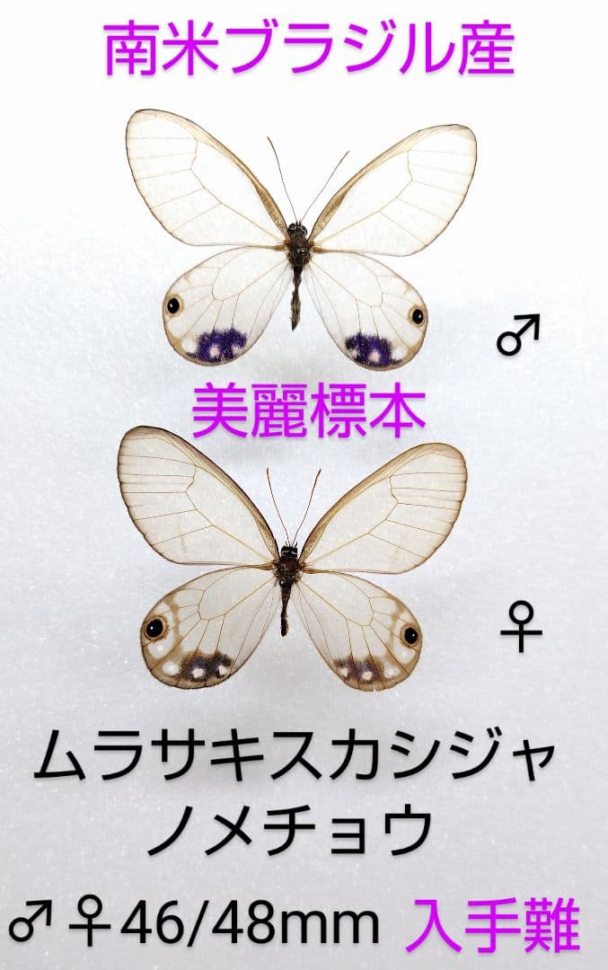 ムラサキスカシジャノメ ♂♀標本★ブラジル産★ 46/48mm美麗稀種青紫綺麗