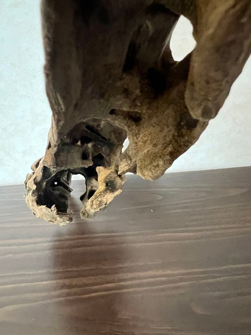 (XM-158) 流木　マシンガンウッド　ブランチウッド　アクアリウム