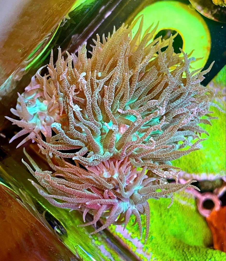 Yasu様　2点セット