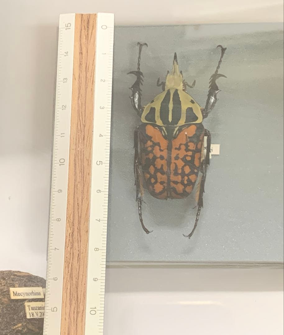 オーベルチュールオオツノカナブン