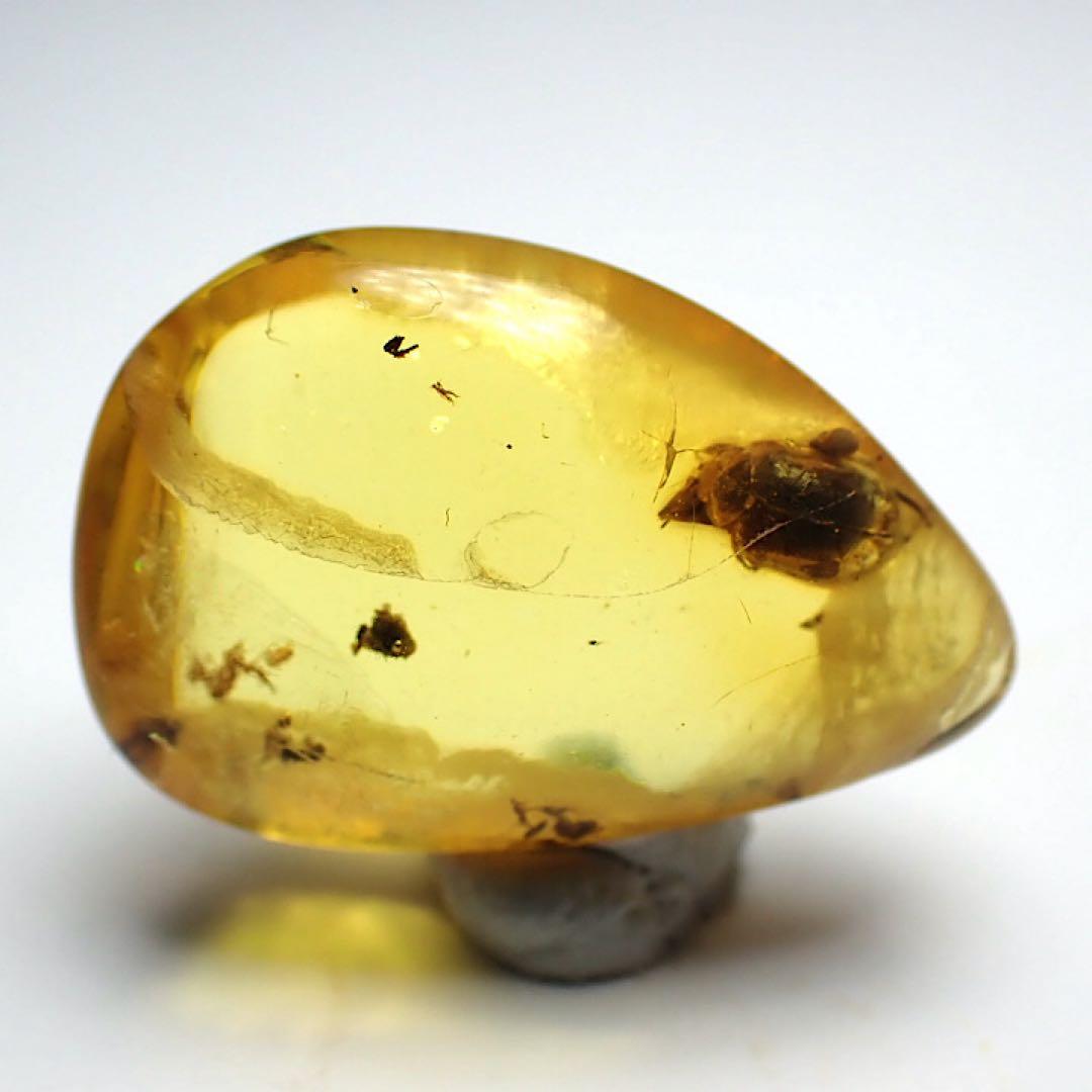 【バルト海産】虫入りコハク(虫入りアンバー)