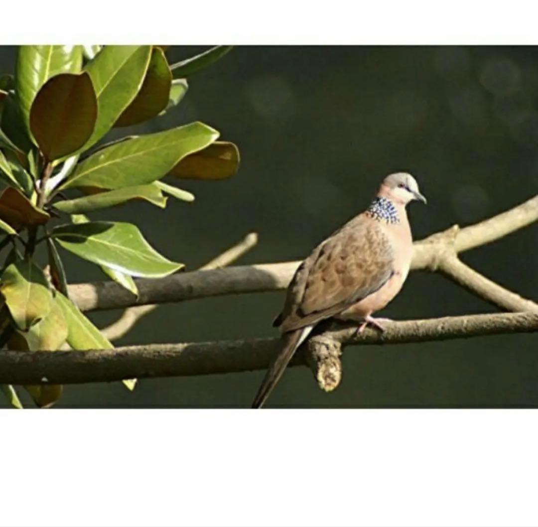 OLYMPUSとPanasonicのミラーレスカメラに対応！詳しくは下を見てね！