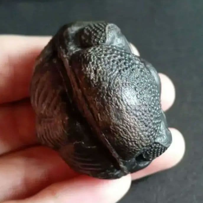 化石　骨格　標本　三葉虫　ファコプス　大型種