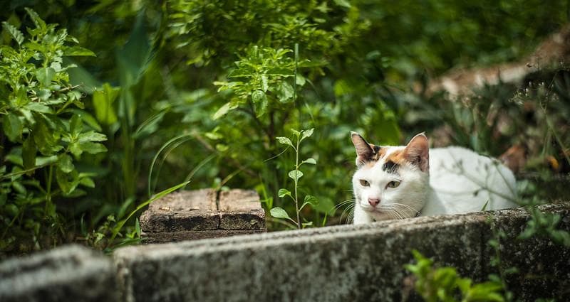 55　未使用　取説　純正ケース付ぐるぐるボケレンズ　 ヘリオス　44-2　M42