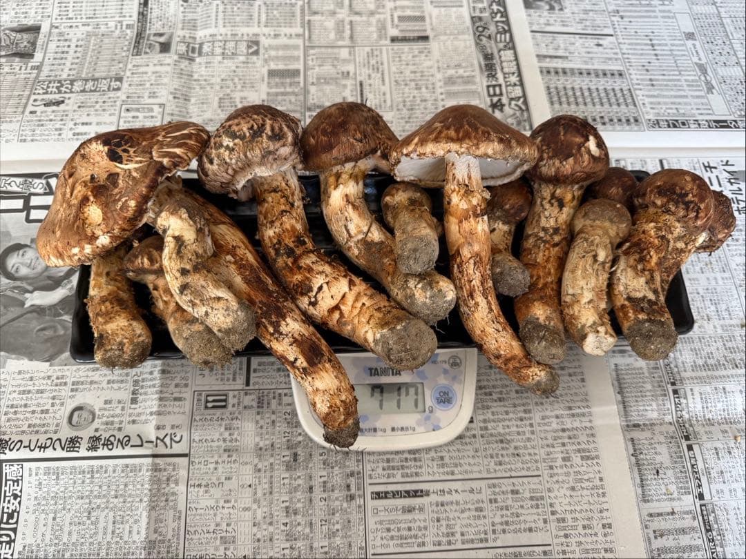松茸　北海道　700g 訳あり　③