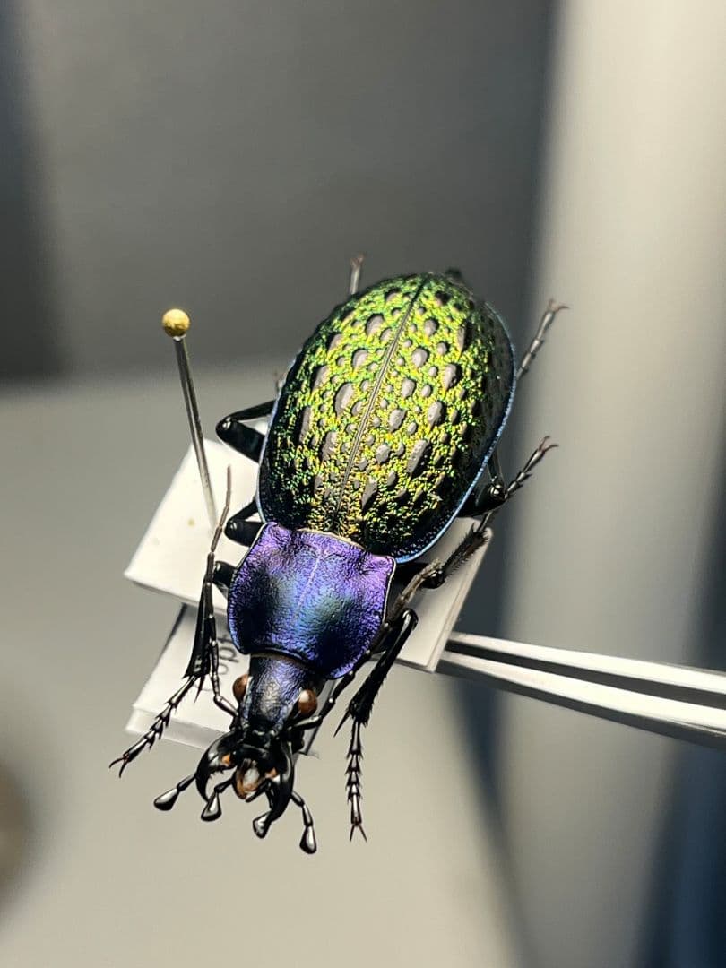 【極美個体】エリスカブリモドキ オサムシ標本 オサムシ マイマイカブリハンミョウ