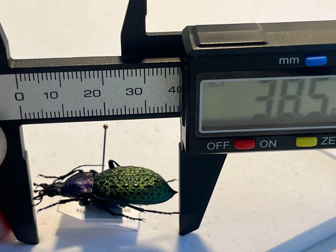 【極美個体】エリスカブリモドキ オサムシ標本 オサムシ マイマイカブリハンミョウ