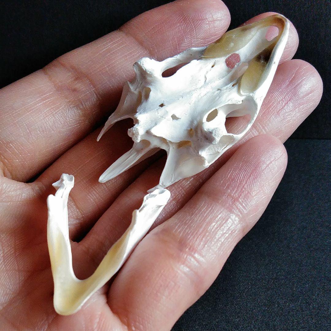 頭骨　骨格　標本　カメ　スッポン　55mm