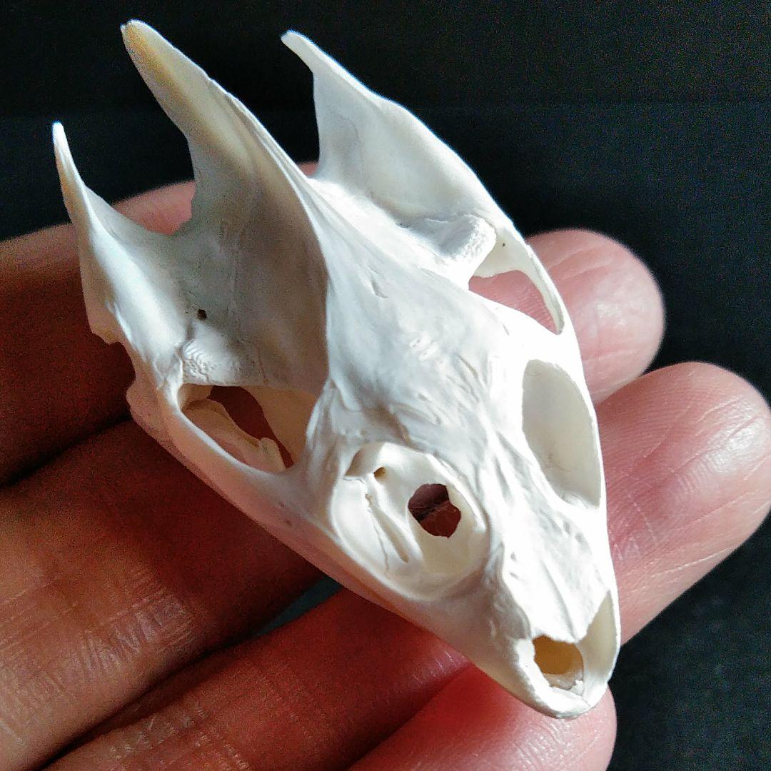 頭骨　骨格　標本　カメ　スッポン　55mm