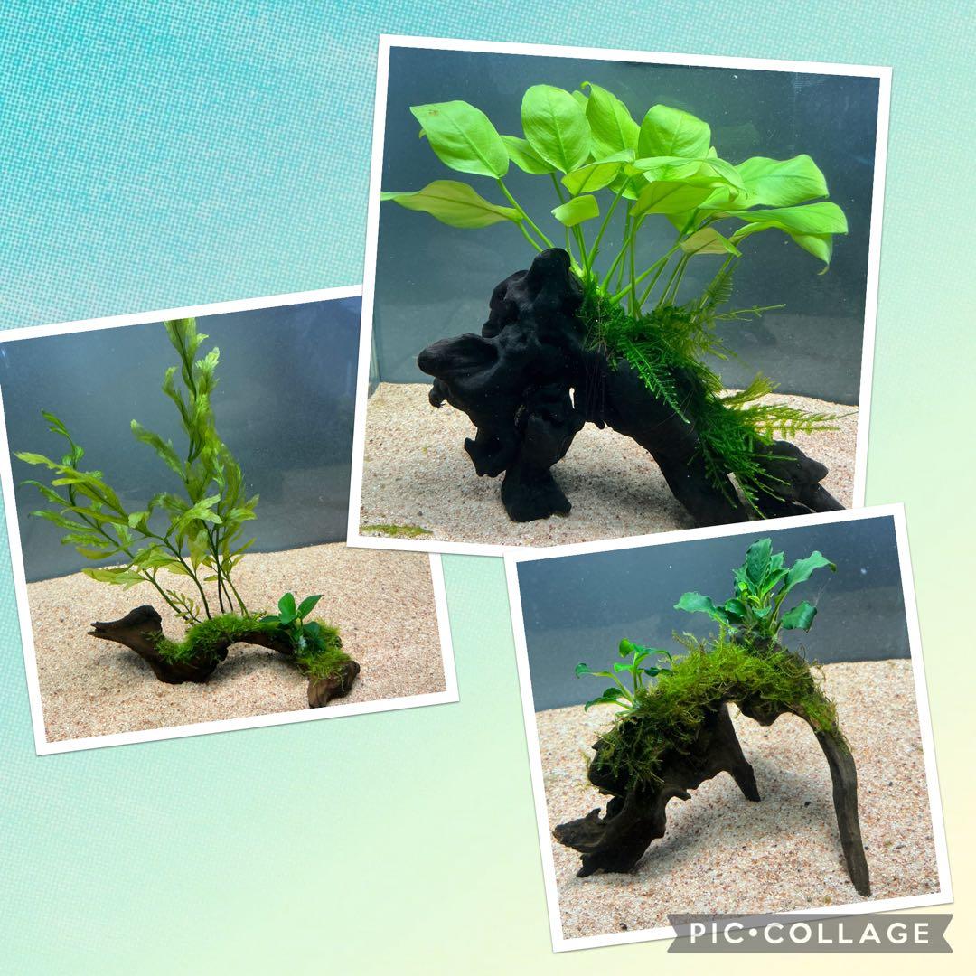 Akira様 リクエスト 3点 まとめ商品　水草