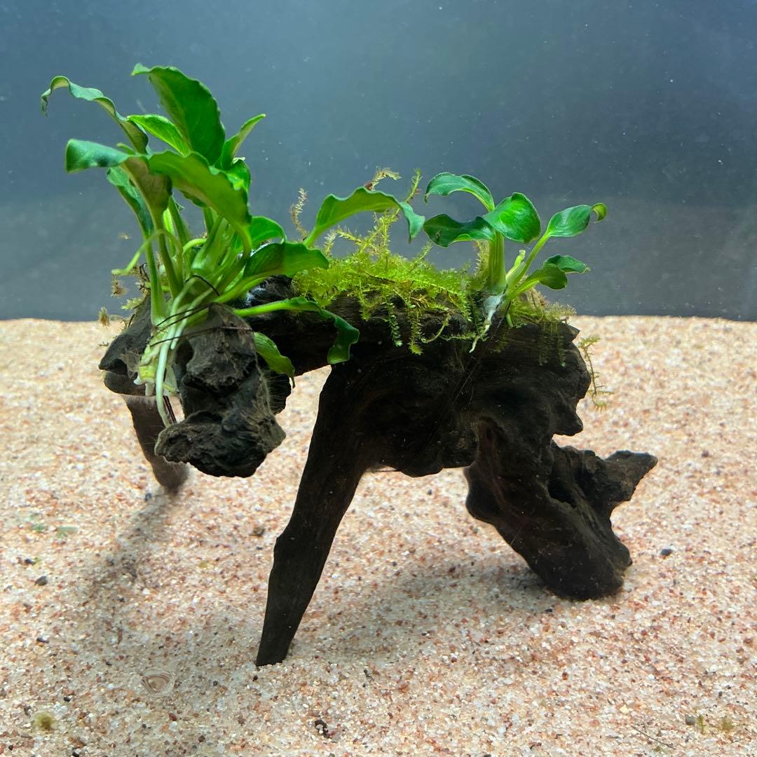 Akira様 リクエスト 3点 まとめ商品　水草