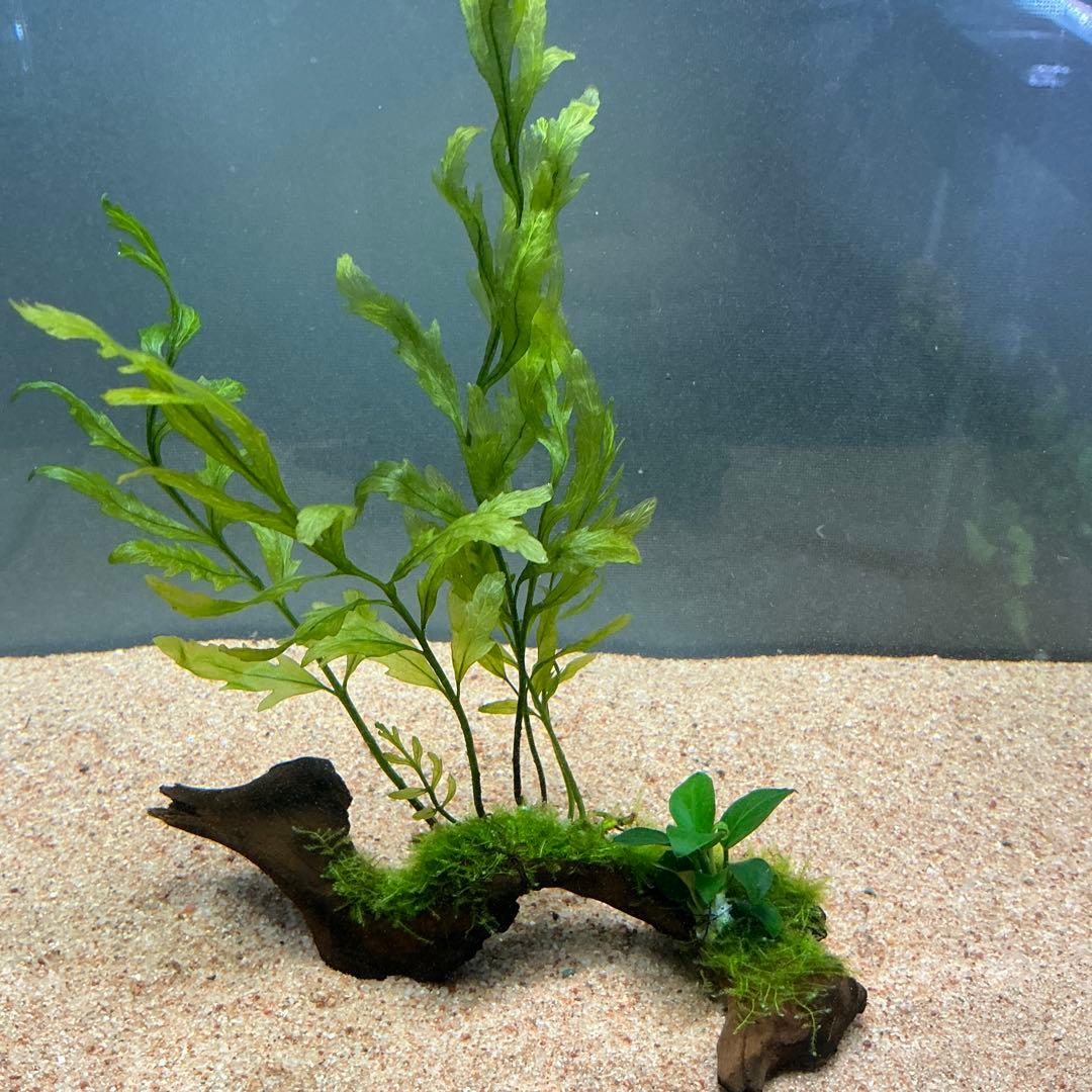 Akira様 リクエスト 3点 まとめ商品　水草