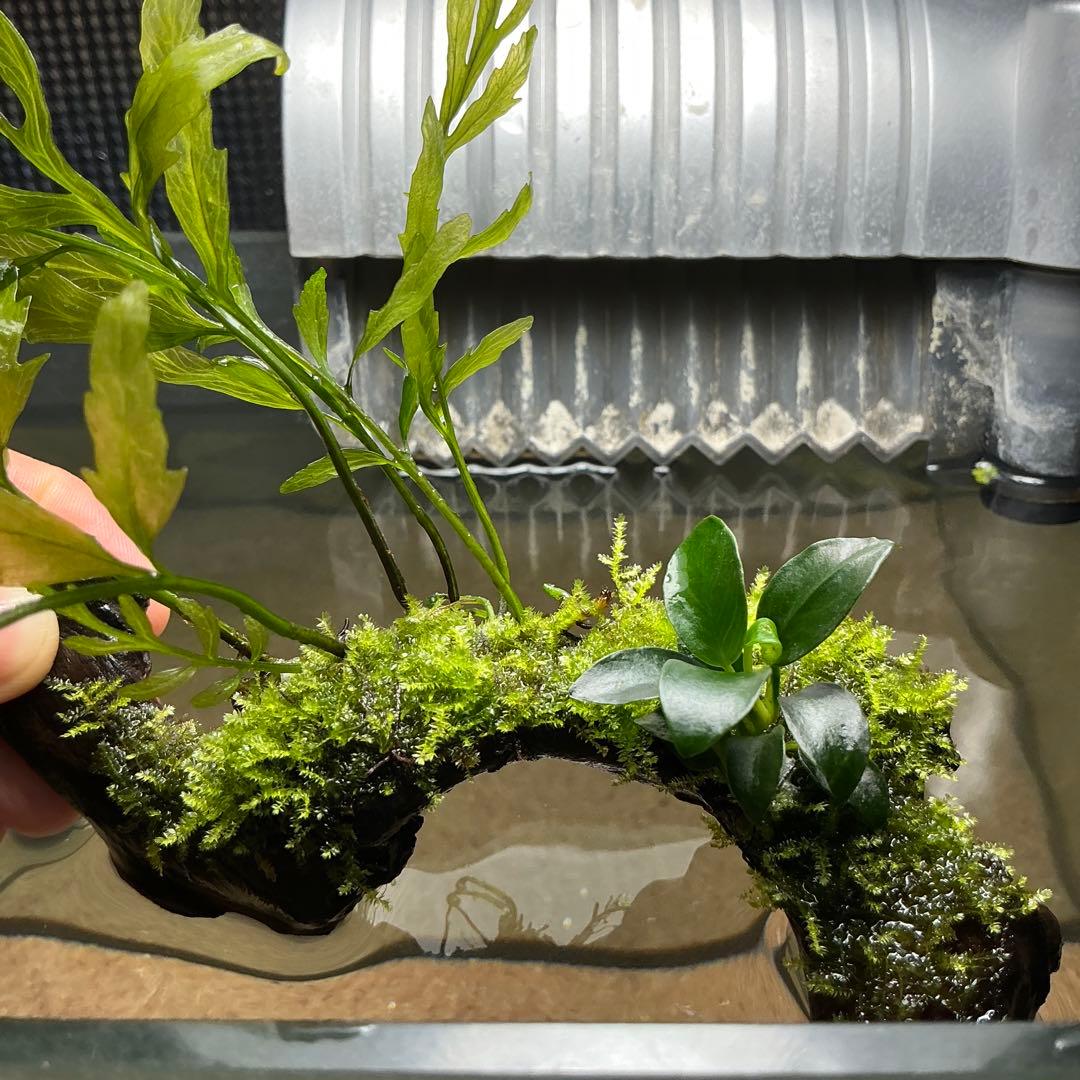 Akira様 リクエスト 3点 まとめ商品　水草