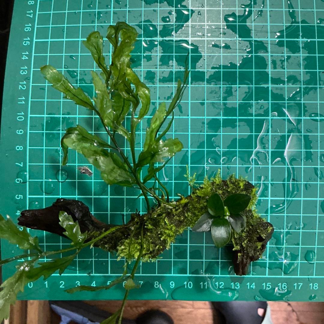 Akira様 リクエスト 3点 まとめ商品　水草