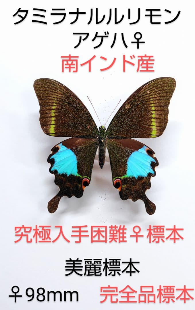 最終価格‼️タミラナルルリモンアゲハ♀ 標本 ★南インド産★98mm美麗標本