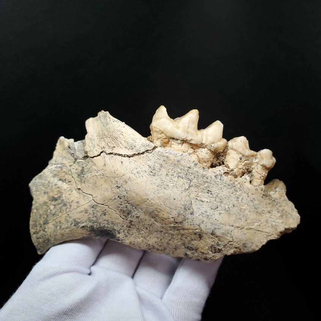 博物館級 キプロスドワーフカバ 化石 顎 本物 キプロス共和国 fr53