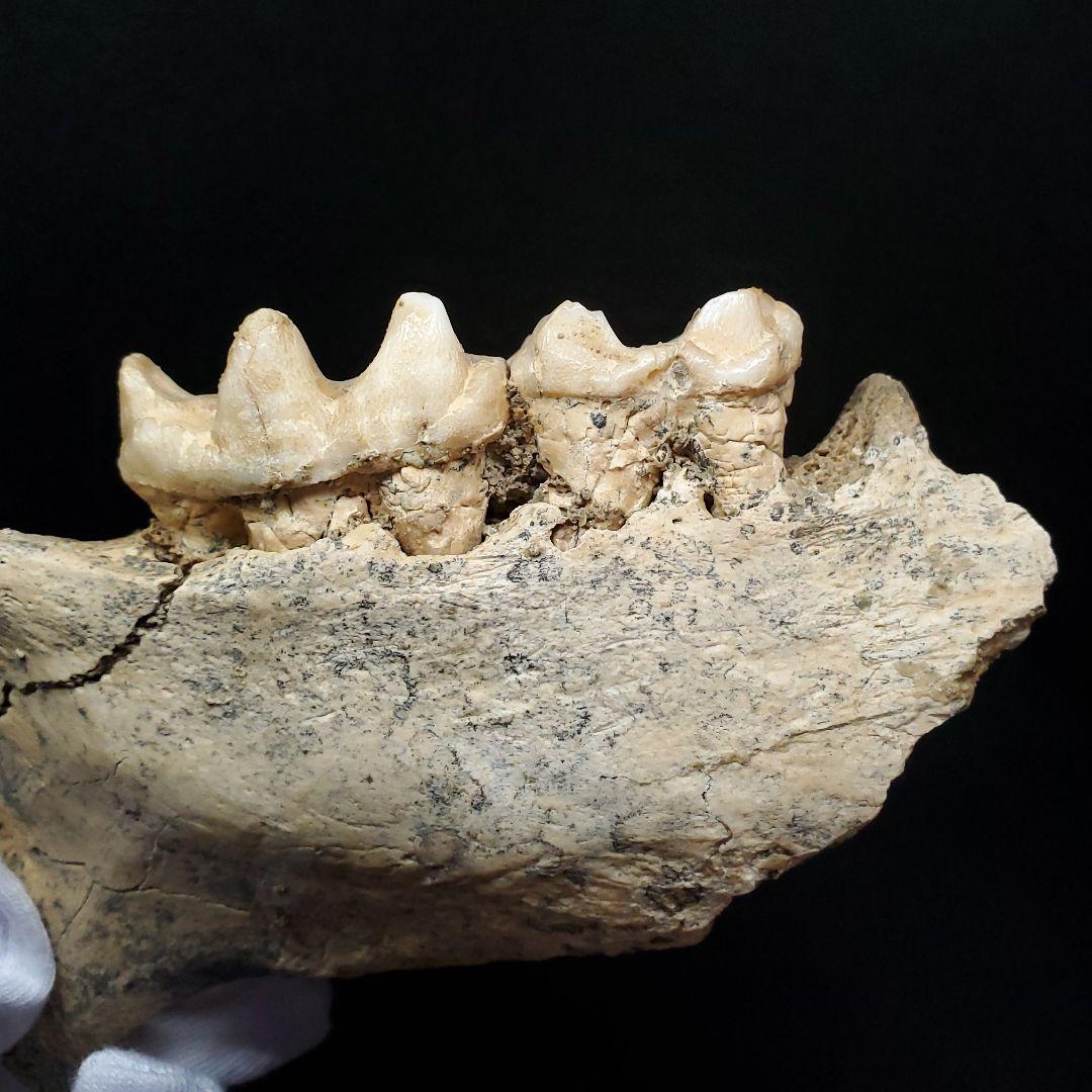 博物館級 キプロスドワーフカバ 化石 顎 本物 キプロス共和国 fr53