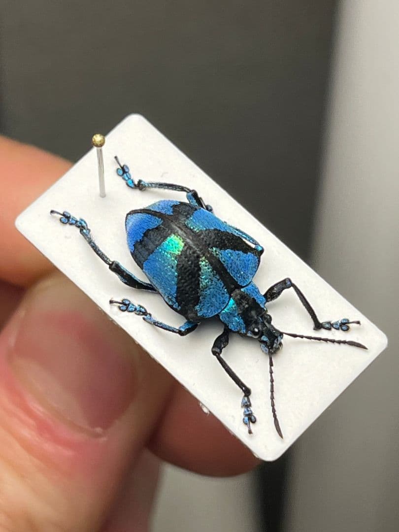 【16mm】メタリックブルーゾウムシ ペルー産 昆虫標本タマムシホウセキゾウムシ