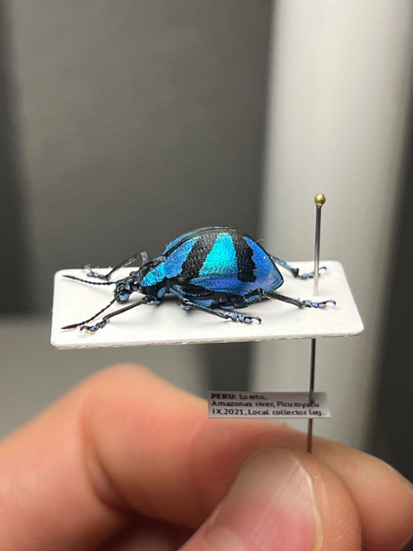 【16mm】メタリックブルーゾウムシ ペルー産 昆虫標本タマムシホウセキゾウムシ