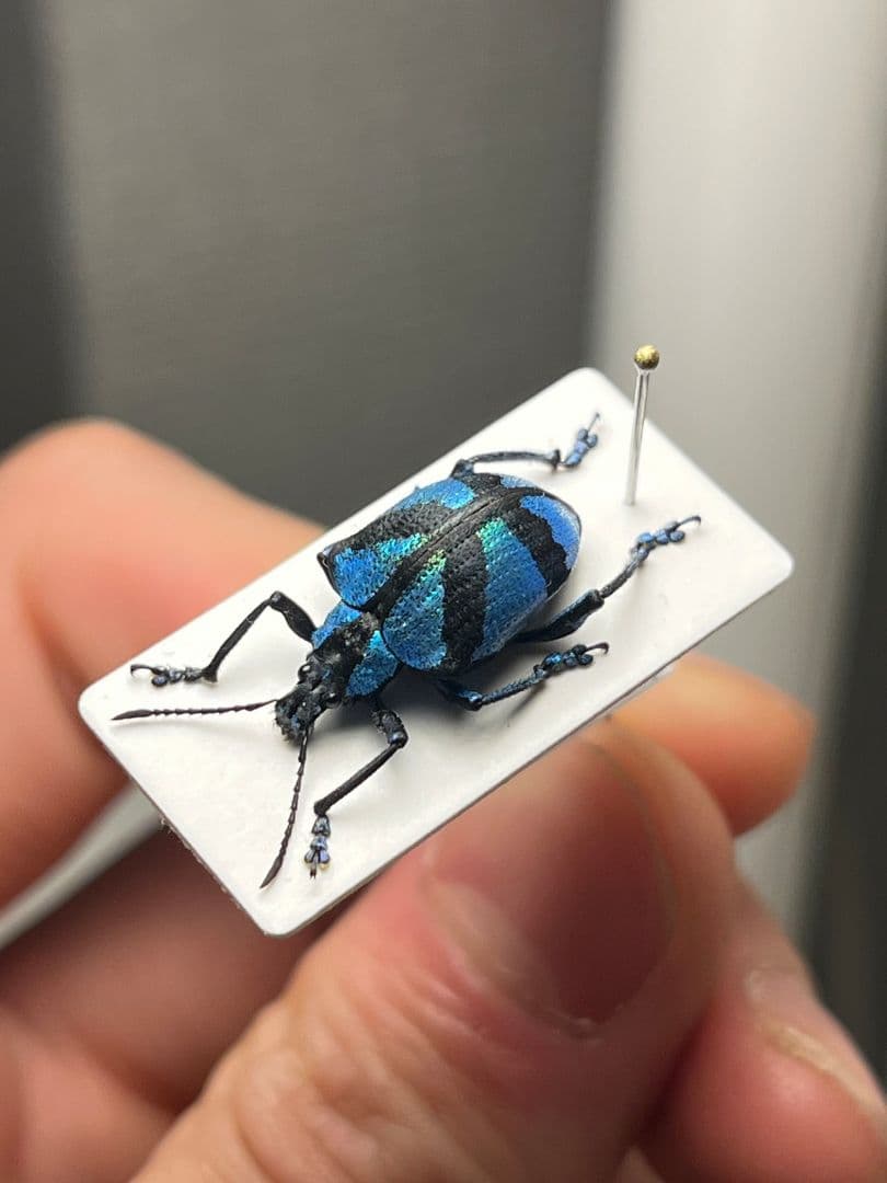 【16mm】メタリックブルーゾウムシ ペルー産 昆虫標本タマムシホウセキゾウムシ