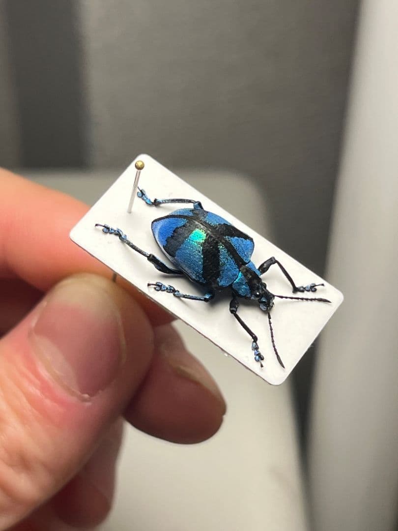 【16mm】メタリックブルーゾウムシ ペルー産 昆虫標本タマムシホウセキゾウムシ
