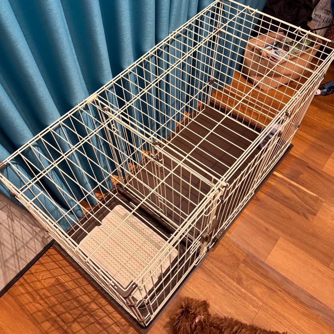 んぽちゃむ 【オマケ付き／引取可】コーナンオリジナル LIFELEX 2ル