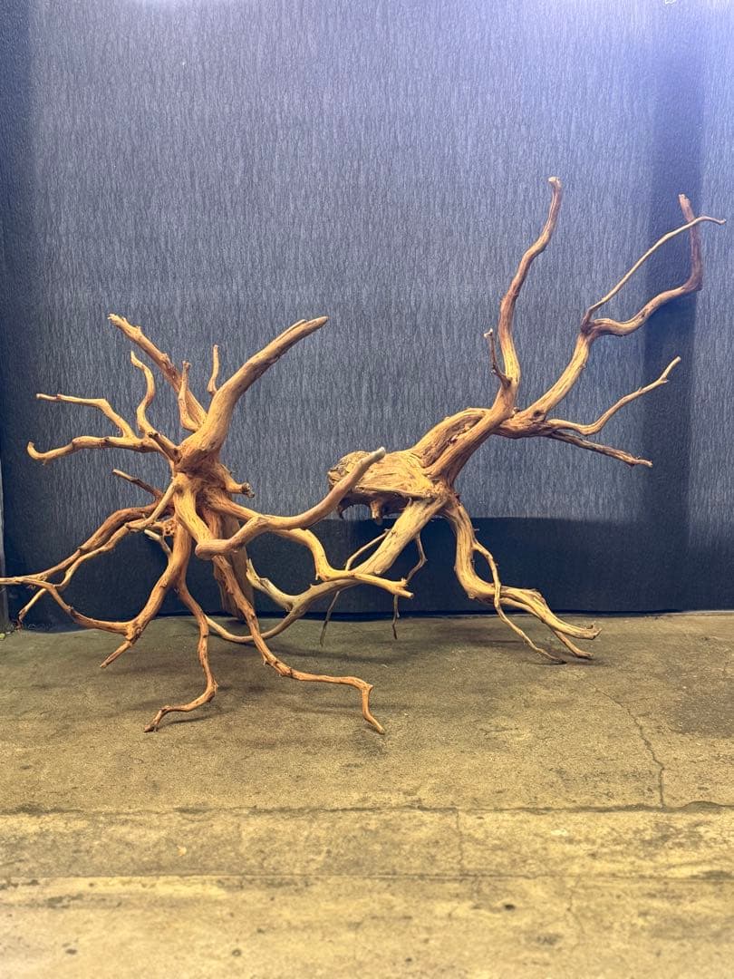 スマトラウッド・ブランチウッド 流木(大)2本組SET アクアリウム＆テラリウム