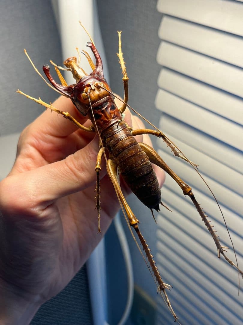 【極美展足】アゴコロギス ダイオウクロギリス オーストラリア 直翅類標本