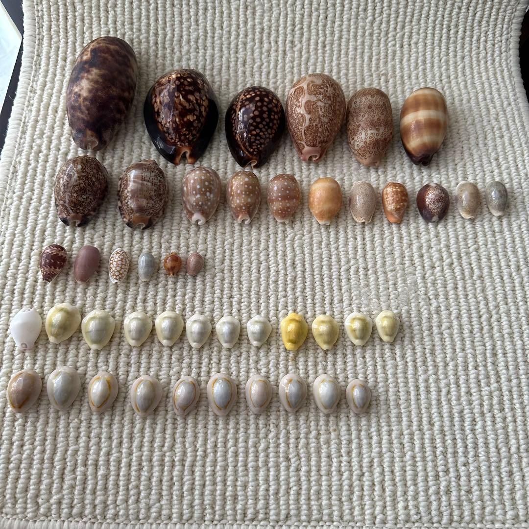 大幅値下❗️貝殻　希少　標本　収集　タカラガイ各種　野外　海辺　自由研究