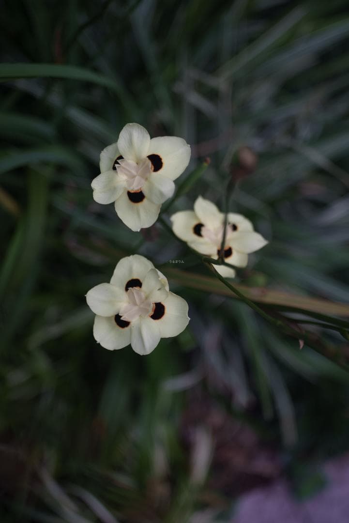 希少！赤エルマーダイヤ入り！Leica Elmar 50mm F3.5