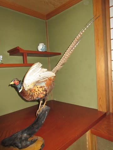 雄雉のはくせい