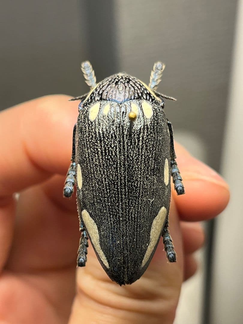 【34mm】タテオビフトタマムシ giant jewel beetle 昆虫標本