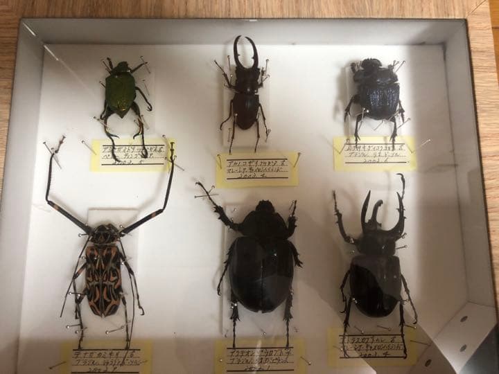 昆虫標本