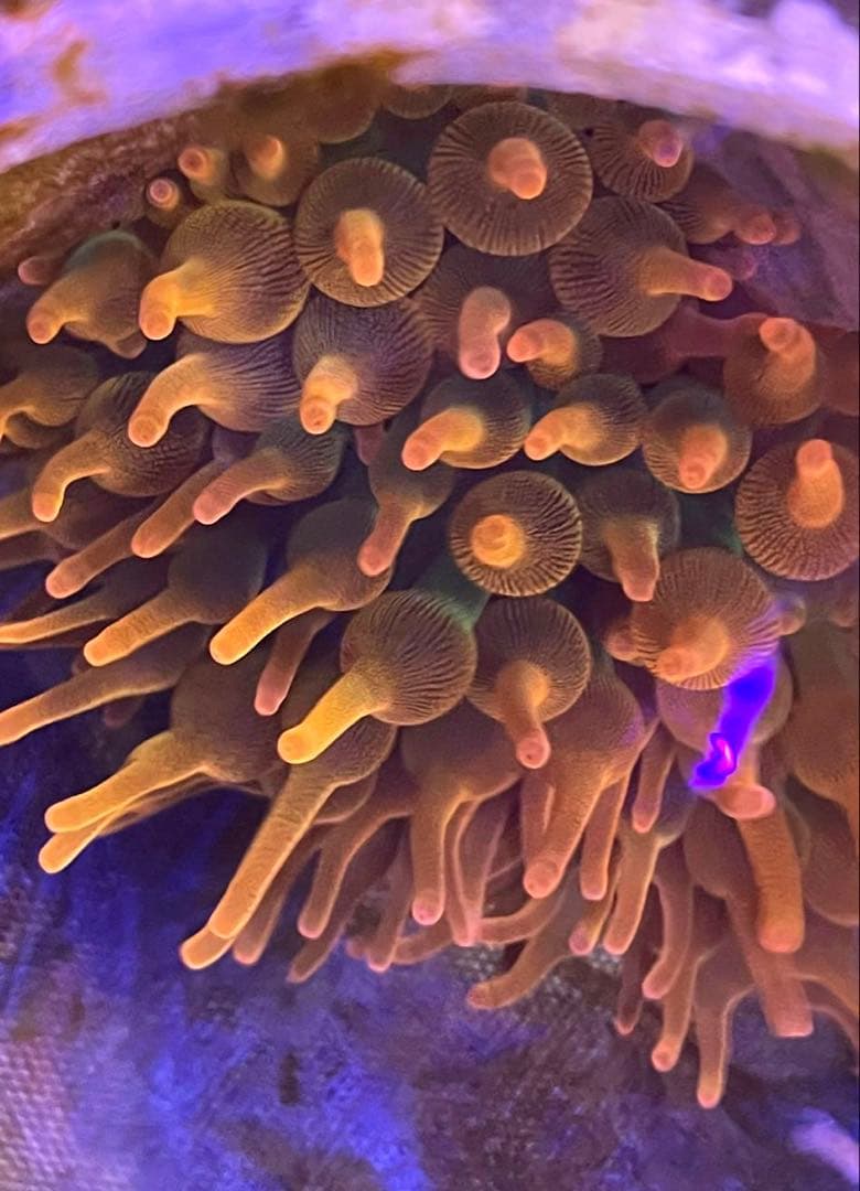 サンゴイソギンチャク (Bubble Rainbow)